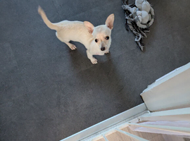Chihuahua cross jack Russell puppy