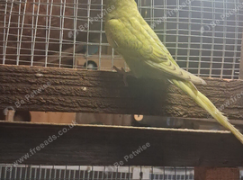 Budgie
