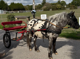 Boba - Shetland X Appaloosa Gelding