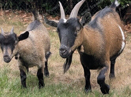 Pygmy Goats Nanny's / Girls For Sale