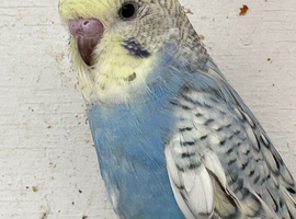 Lovely baby budgies