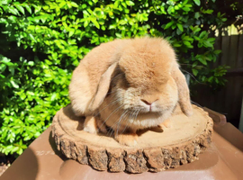 Adult female mini lop rabbit