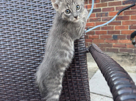 Savannah cross kittens