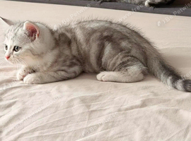 Male British shorthair kitten