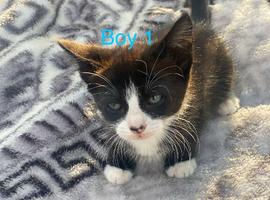Beautiful kittens