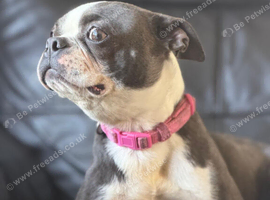 Stunning Kc reg blue boston terrier girl
