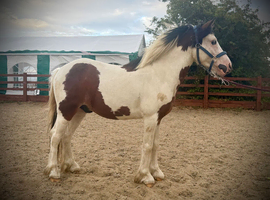 Super Welsh X cob 11.2 2yo