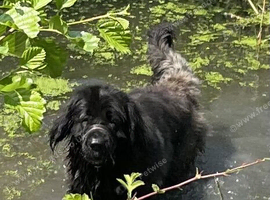 3 year old female