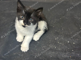 3 beautiful kittens ready to leave 24/10/2026