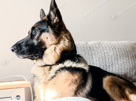 Beautiful 2 year old male German shepherd