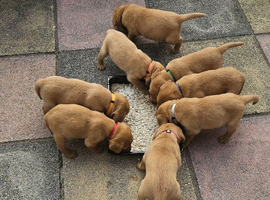 Home Raised Fox Red Labs