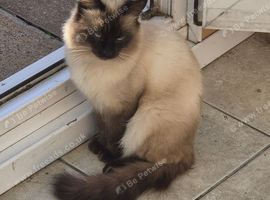 Siamese himalayan Male.
