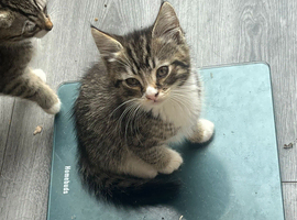 4 fluffy kittens looking for a forever home