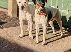 male parson jack Russell's