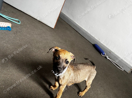 Male puppy