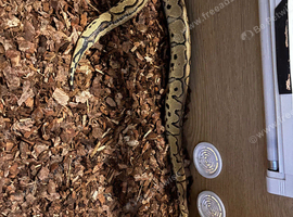 Royal Python