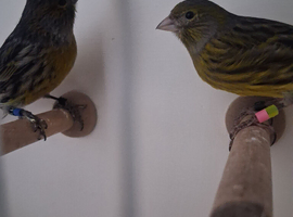 Canaries