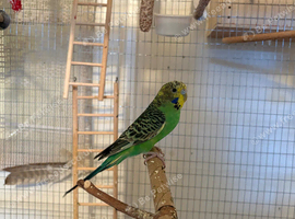 Two budgies