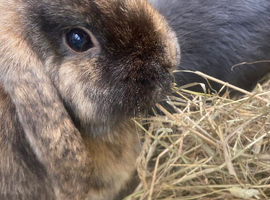 Mini lop