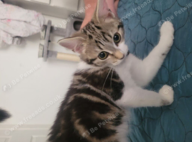 14 week old kitten girl