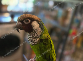 Parley conure for rehome