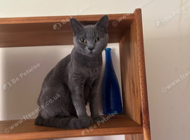 Beautiful kittens need loving homes