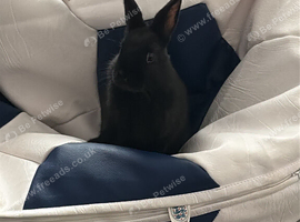 Baby rabbit