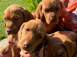 READY TO LEAVE NOW Female Hungarian Vizsla puppies