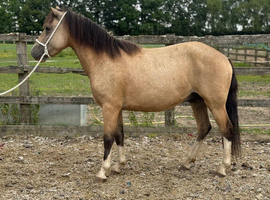 Newforest gelding