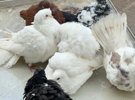 Fantail pairs white