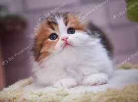 Scottish fold boys