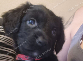 F1 beautiful boy sprocker puppies