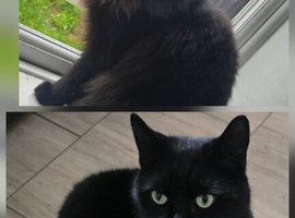 2 brothers looking for a home