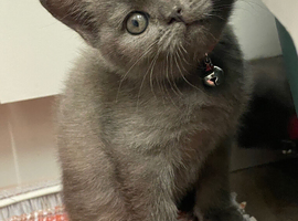Scottish Fold kittens (straight)