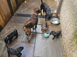 Patterdale Terriers Pups For Sale