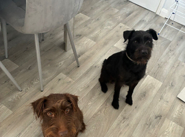 Patterdale pups