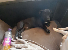 Mum Jack Russell  and dad spring spaniel Cross  with staffy