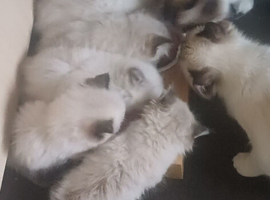 Beautiful Ragdoll kittens looking For the best homes