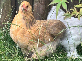 Pekin bantam pullet Buff