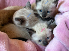 1 Siamese girl left chocolate point