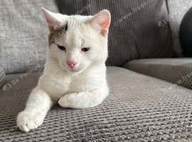 Male cat