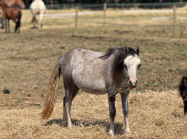 Shetland x welsh a filly