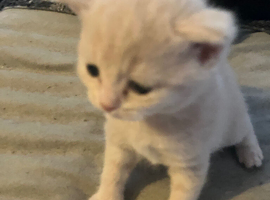 British shorthair and half shorthairs