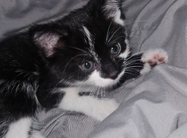 I have a male kitten for sale