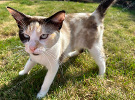 3 year old ragdoll cross female
