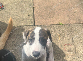 Lurcher/whippet