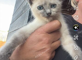 Ragdoll x female kitten