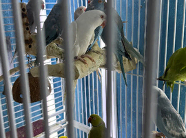 Indian ringneek parrots