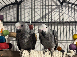 READY BEAUTIFUL African grey baby&rsquo;s