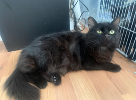 Beautiful Maine Coon Mix Female &ndash; Long Haired Domestic Cat